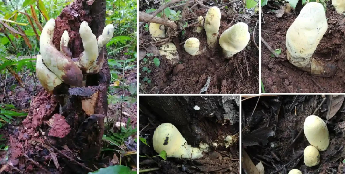 சீனாவில் கண்டுபிடிக்கப்பட்ட மெகா சைஸ் பூஞ்சை!