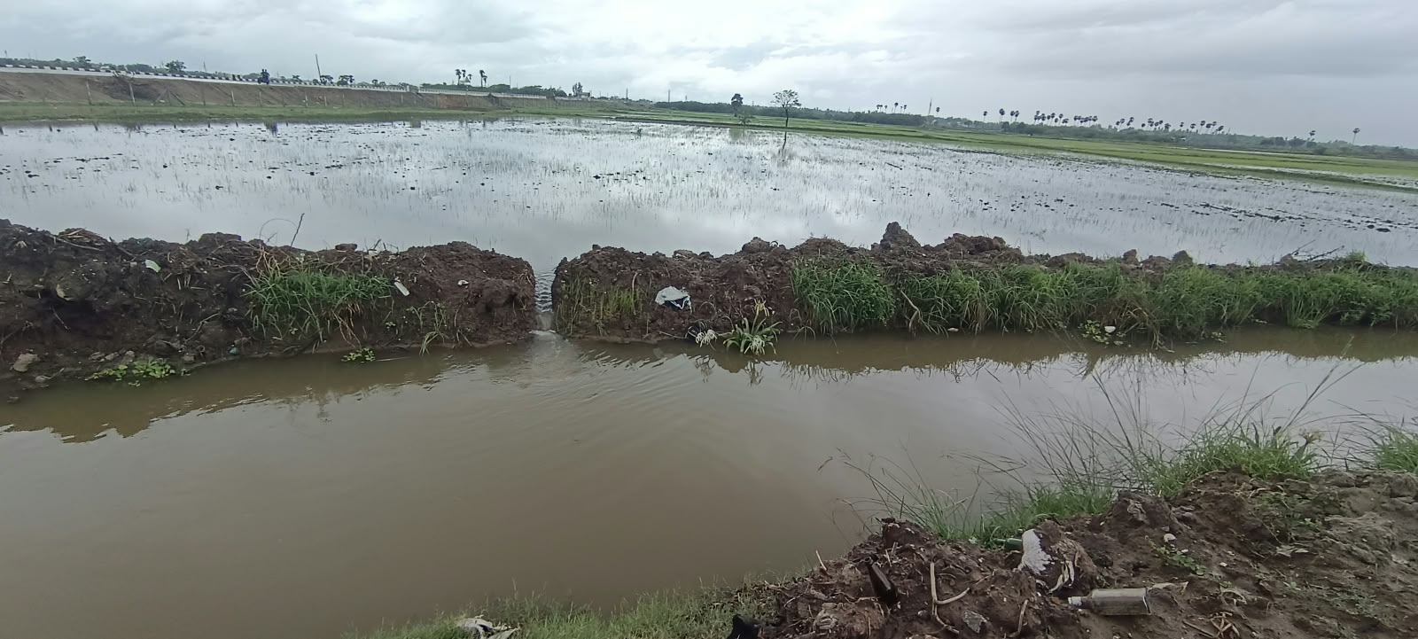 நீரில் மூழ்கி நெற்பயிர்கள் வீணாகும் அபாயம்
