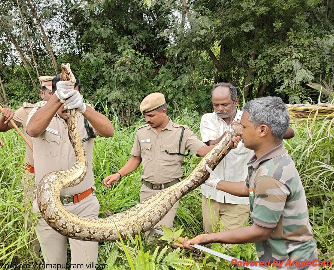 13 feet python rescued near Gudiyatham