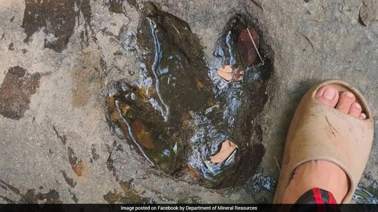 தாய்லாந்தில் டைனோசர்! 12 கோடி ஆண்டுக்கு முந்தைய கால்தடம்
