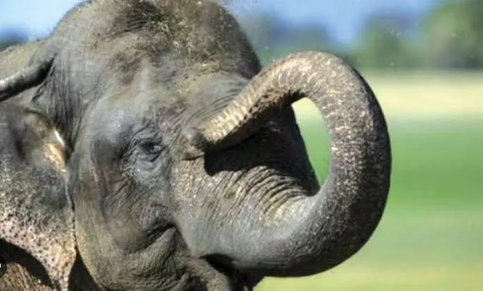 Wild elephant strays into village