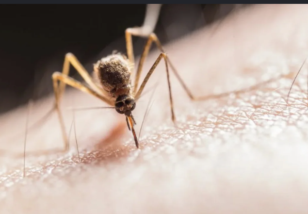 Dengue prevention measures launched in 1,534 Chennai Corporation schools