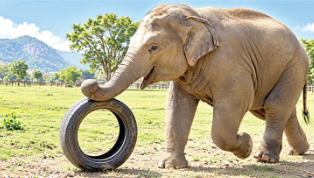 Kovai: Elephant's tyre play caught on CCTV