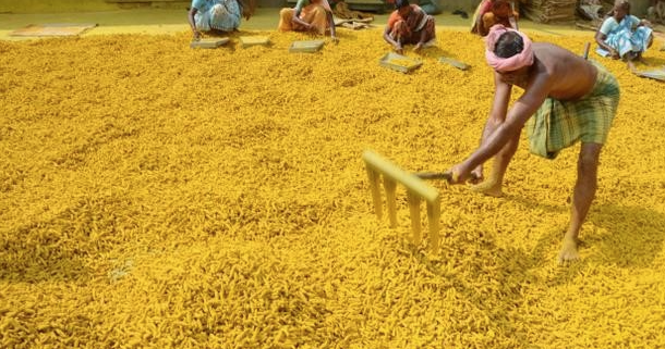 ஈரோடு: மஞ்சள் விலை ஒரே வாரத்தில் குவிண்டாலுக்கு ரூ.1,700 அதிகரிப்பு