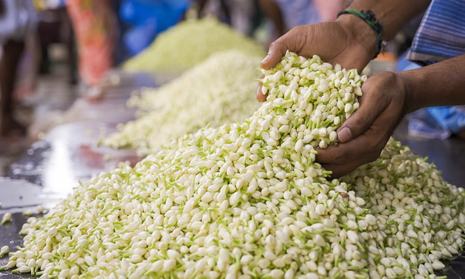 மல்லி, முல்லை கிலோ ரூ.300-க்கு விற்பனை