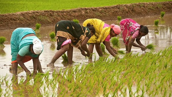 வேளாண்மையில் பெண் விவசாயிகள்: மகளிர் விவசாயிகள் தினம் கொண்டாட்டம்