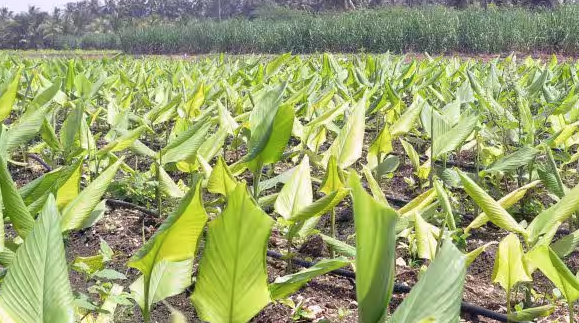 மஞ்சள் சாகுபடியை அதிகரிக்க ரூ.88 லட்சம் ஒதுக்கீடு