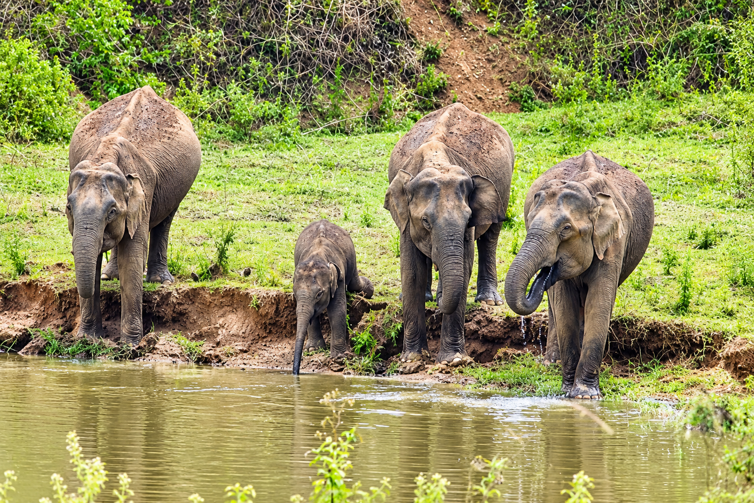 Elephant camp opens to public