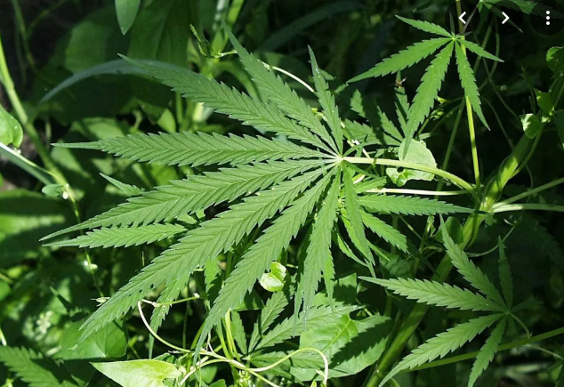 Kovai: Police seize cannabis plants