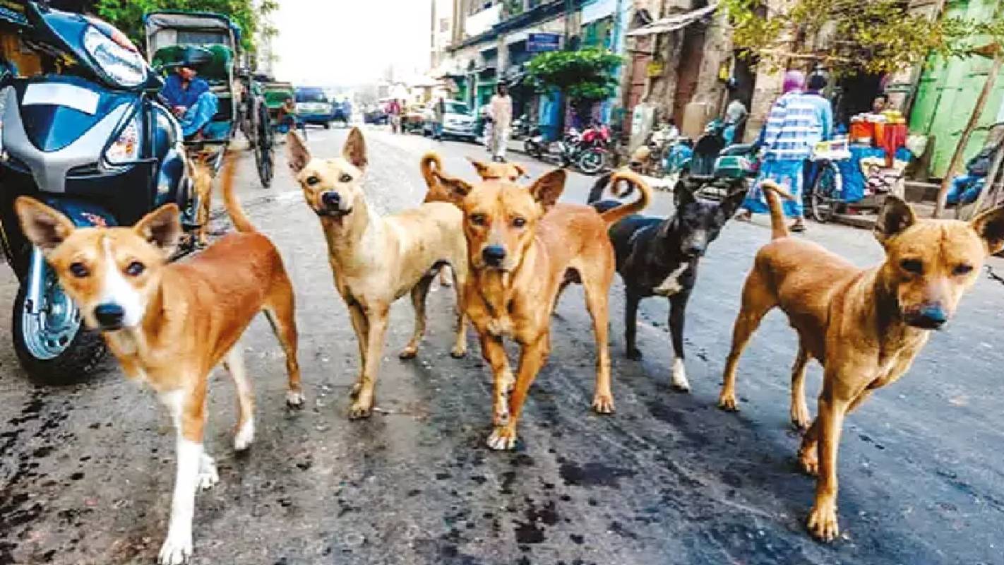 திரும்பத் திரும்பக் கடிக்கும் தெரு நாய்களுக்கு ஆயுள் சிறை - உ.பி. அரசின் அதிரடி உத்தரவு!  