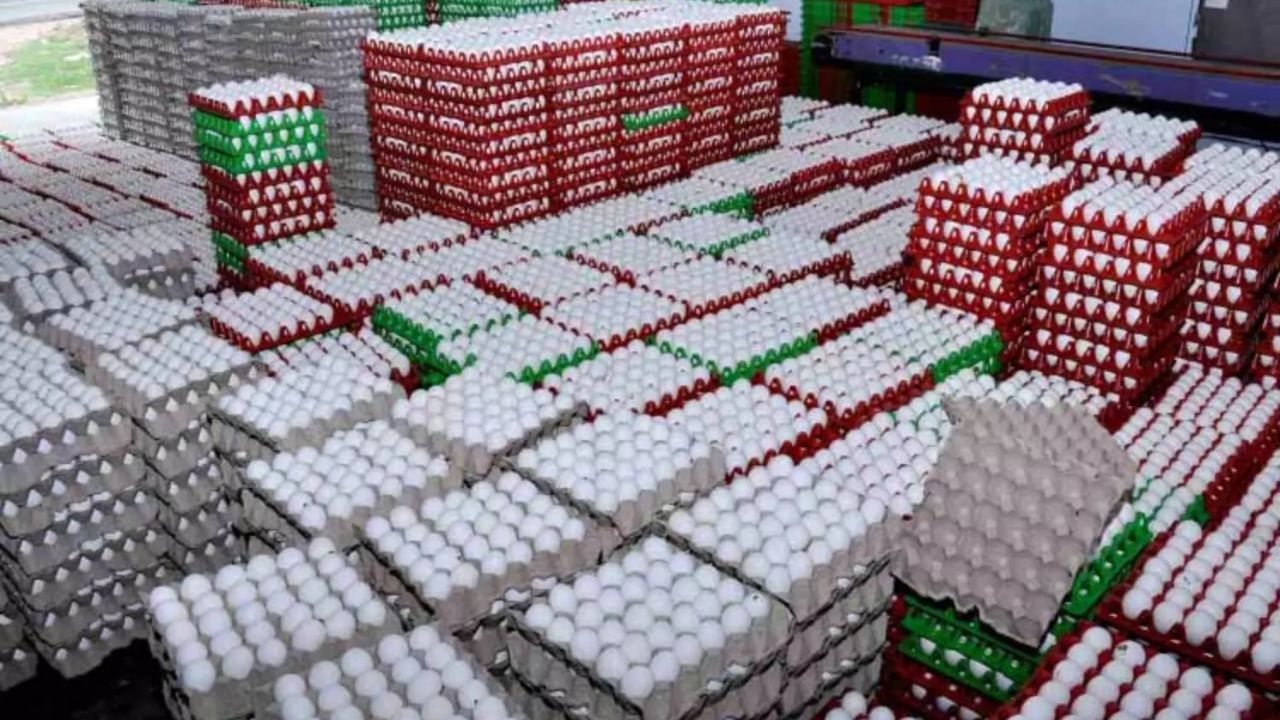 பண்டிகை காலம்: நாமக்கல்லில் முட்டை கொள்முதல் விலை வரலாறு காணாத புதிய உச்சம்!