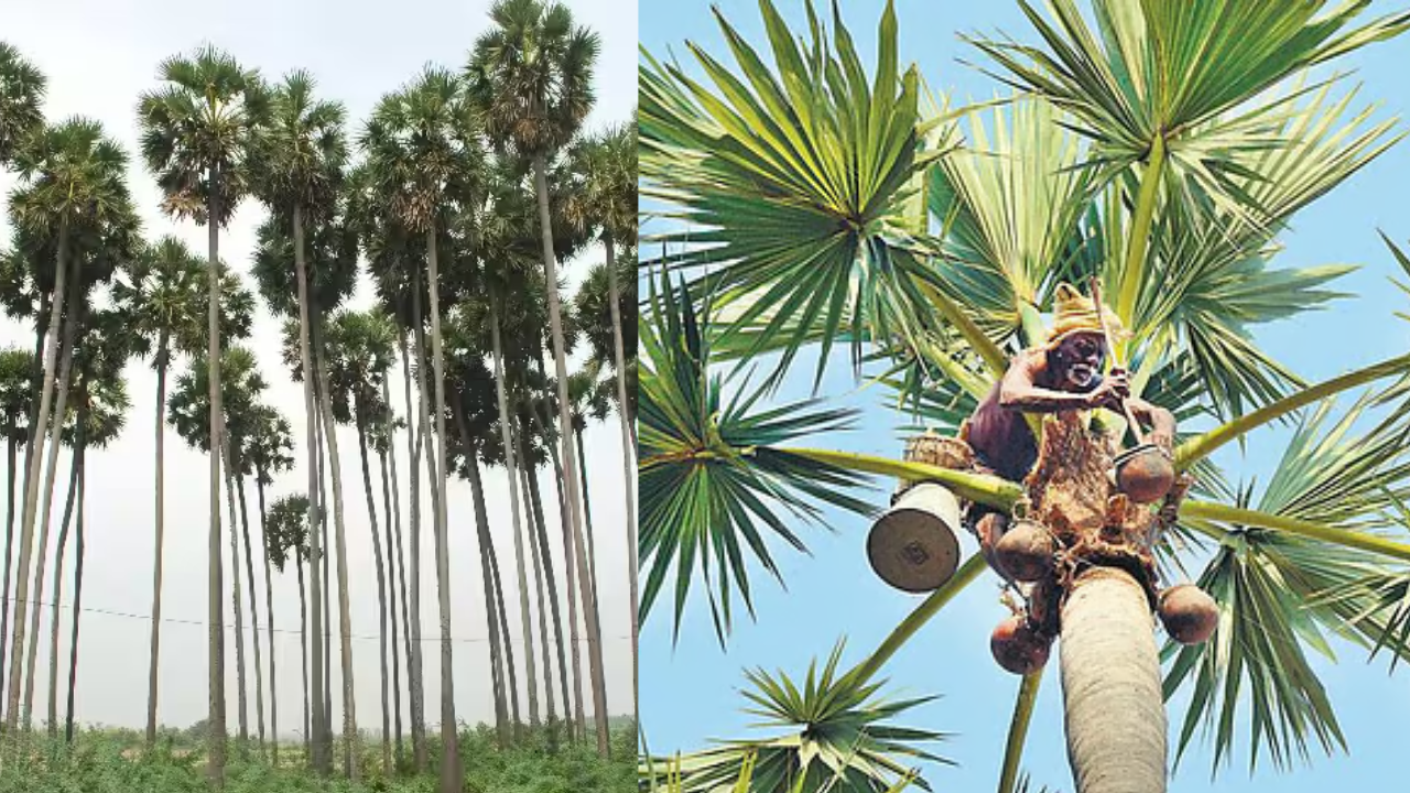  கள் விற்பனையை ஆதரிக்கும் நீதிமன்றம் க்ரீன் சிக்னல் கொடுப்பாரா விஜய்?